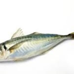Horse Mackerel