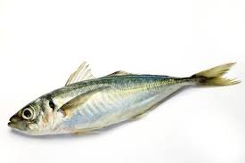Horse Mackerel