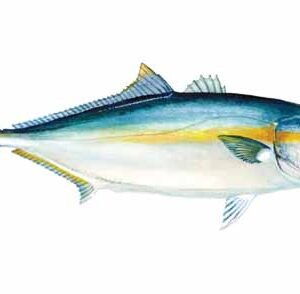 Yellow Tail Fish